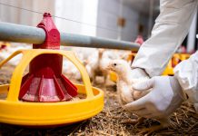 Animal Welfare หลักที่ต้องแคร์สุขภาพสัตว์ เพื่อสุขภาพที่ดีของผู้บริโภคและสิ่งแวดล้อมที่ยั่งยืน