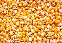 แก้ปัญหาข้าวโพดเลี้ยงสัตว์ให้ถูกทาง รัฐต้องเร่งคลายปมทุกอุปสรรค..ก่อนสาย