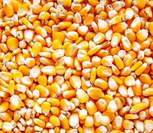 แก้ปัญหาข้าวโพดเลี้ยงสัตว์ให้ถูกทาง รัฐต้องเร่งคลายปมทุกอุปสรรค..ก่อนสาย