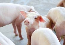 เกษตรกรใต้ ชี้หมูออกน้อย-ข้าวโพดขาดแคลน-น้ำมันแพงซ้ำ ทำต้นทุนขยับ ย้ำคนเลี้ยงรักษาราคาตามกลไก