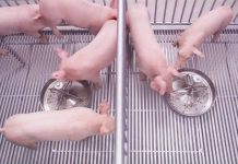 รัฐต้องใส่ใจป้องกันโรค…ลดเสี่ยงก่อนตรวจฟาร์มหมู เร่งกวาดล้าง “ขบวนการลักลอบนำเข้า” ทำลายหมูไทย