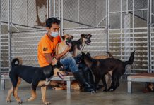 1 ปีหลังประกาศใช้กฎหมายควบคุมธุรกิจฟาร์มสุนัขและแมว