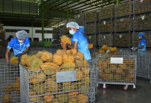 “เขาคิชฌกูฎ”ยืนหนึ่งสหกรณ์ส่งออกทุเรียนตลาดจีน ทูตจีนมั่นใจเป็นไปตามมาตรฐานจีเอพี พลัส(GAP Plus)