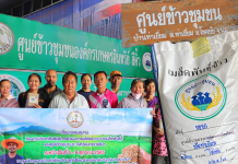 กรมการข้าว เผยความสำเร็จโครงการการผลิตเมล็ดพันธุ์ข้าวพันธุ์ดีของศูนย์ข้าวชุมชนโคราช ช่วยเพิ่มศักยภาพข้าวระดับประเทศ