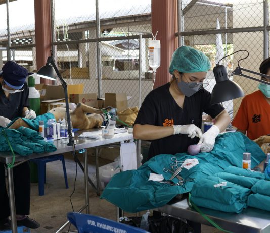 ซอยด๊อกเดินหน้าทำหมันสุนัขเมืองคอน