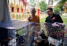 สาวนำลูกแมว 42 ชีวิตมาทิ้งนอกกำแพงซอยด๊อกถูกปรับ 10,000 บาท