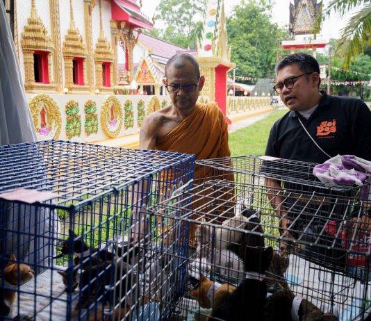 สาวนำลูกแมว 42 ชีวิตมาทิ้งนอกกำแพงซอยด๊อกถูกปรับ 10,000 บาท