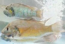 ปริศนาที่ต้องไข “ปลาหมอคางดำส่งออก” อ้างกรอกชื่อผิด