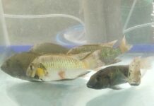 ปริศนา “ปลาหมอคางดำ” ที่อาจมาจากคน