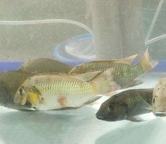 ปริศนา “ปลาหมอคางดำ” ที่อาจมาจากคน