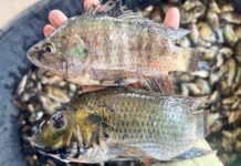 แก้ปัญหา “ปลาหมอคางดำ” อย่าลืม!! พิสูจน์ 11 บริษัทส่งออก ขบวนการลักลอบนำเข้า