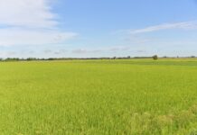 ชป.เดินหน้า “บางระกำโมเดล” ต่อเนื่องปีที่ 9 ให้เกษตรกรเพาะปลูกก่อนเลี่ยงน้ำหลาก ลดความเสี่ยงผลผลิตเสียหาย