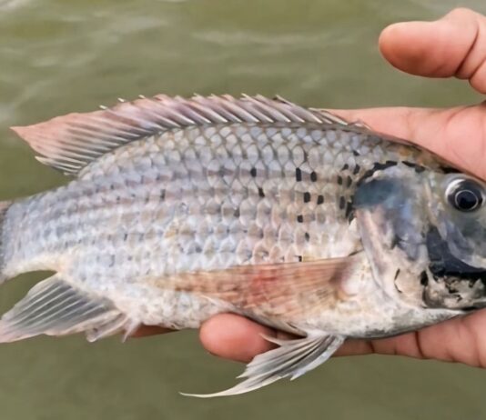 ปลาหมอคางดำ…ถึงเวลาหาคำตอบจาก 11 บริษัทส่งออกปลา