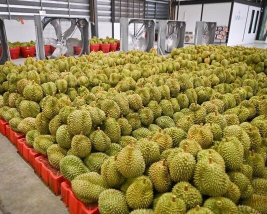 มกอช. ย้ำมาตรฐานใหม่ “ล้งทุเรียน” บังคับใช้ 10 ก.ค.นี้ ต้องขอใบอนุญาตก่อนส่งออก พร้อมอำนวยความสะดวกการส่งออกเพื่อให้เป้นตามมาตรฐานบังคับได้