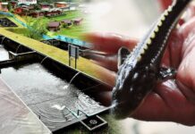 มกอช.ร่วมกับกรมประมง ติดตามพัฒนาฟาร์มเพาะเลี้ยงสัตว์น้ำ พร้อมให้คำแนะนำเจ้าหน้าที่โครงการหลวง ตรวจต่ออายุมาตรฐาน มกษ.7436-2563 มุ่งสืบสาน ต่อยอด พระราชดำริพ่อหลวง