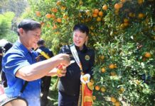 “สายน้ำผึ้งฝาง”ส้มสายน้ำแร่การันตี GI อำเภอฝาง เชียงใหม่