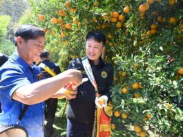 “สายน้ำผึ้งฝาง”ส้มสายน้ำแร่การันตี GI อำเภอฝาง เชียงใหม่