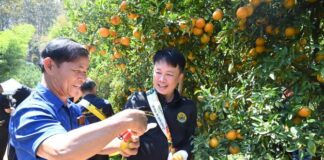 “สายน้ำผึ้งฝาง”ส้มสายน้ำแร่การันตี GI อำเภอฝาง เชียงใหม่