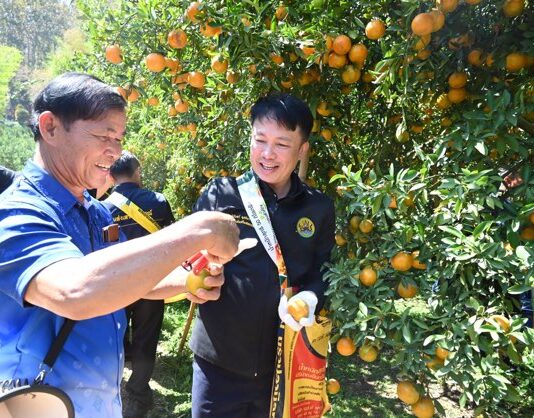“สายน้ำผึ้งฝาง”ส้มสายน้ำแร่การันตี GI อำเภอฝาง เชียงใหม่