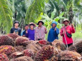 ชุมนุมสหกรณ์ชาวสวนปาล์มน้ำมันกระบี่ จำกัด พลิกฟื้นด้วยเงินสนับสนุนจากกองทุนพัฒนาสหกรณ์ ปี 68 กลับมาทำกำไร 104.5 ล้านบาท หลังขาดทุนสะสมต่อเนื่องมานานหลายปี