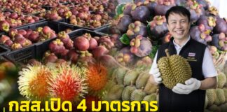 กรมส่งเสริมสหกรณ์เปิด 4 มาตรการรับมือผลไม้ปี 2569 หนุนสหกรณ์ชาวสวนผลิตสินค้าเกษตร GIเตรียมจับมือห้างโมเดินเทรดส่งผลไม้คุณภาพจากสหกรณ์เข้าห้างเจาะตลาดผู้บริโภคในประเทศ