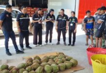 “มกอช ผนึกกำลัง กรมวิชาการเกษตร ลุยตรวจล้งทุเรียนจันทบุรีให้ปฏิบัติตาม มกษ 9070 ป้องกันทุเรียนอ่อนสู่ตลาดจีน”