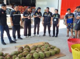 “มกอช ผนึกกำลัง กรมวิชาการเกษตร ลุยตรวจล้งทุเรียนจันทบุรีให้ปฏิบัติตาม มกษ 9070 ป้องกันทุเรียนอ่อนสู่ตลาดจีน”