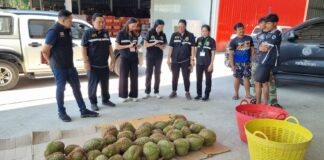 “มกอช ผนึกกำลัง กรมวิชาการเกษตร ลุยตรวจล้งทุเรียนจันทบุรีให้ปฏิบัติตาม มกษ 9070 ป้องกันทุเรียนอ่อนสู่ตลาดจีน”