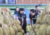 มกอช. ลุยตรวจเข้มทุเรียนจันทบุรี สุ่มวัด “น้ำหนักเนื้อแห้ง” คุมคุณภาพส่งออก