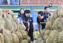 มกอช. ลุยตรวจเข้มทุเรียนจันทบุรี สุ่มวัด “น้ำหนักเนื้อแห้ง” คุมคุณภาพส่งออก
