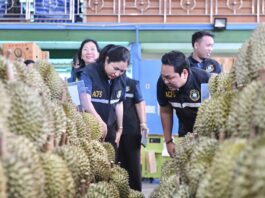 มกอช. ลุยตรวจเข้มทุเรียนจันทบุรี สุ่มวัด “น้ำหนักเนื้อแห้ง” คุมคุณภาพส่งออก