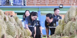 มกอช. ลุยตรวจเข้มทุเรียนจันทบุรี สุ่มวัด “น้ำหนักเนื้อแห้ง” คุมคุณภาพส่งออก
